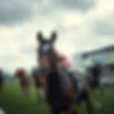 Deep dive into horse racing site features